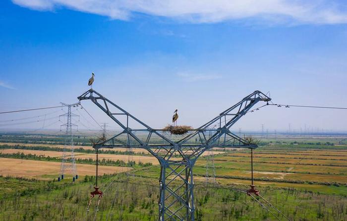 国网山东电力构建黄河三角洲盐碱地绿色生态电力系统